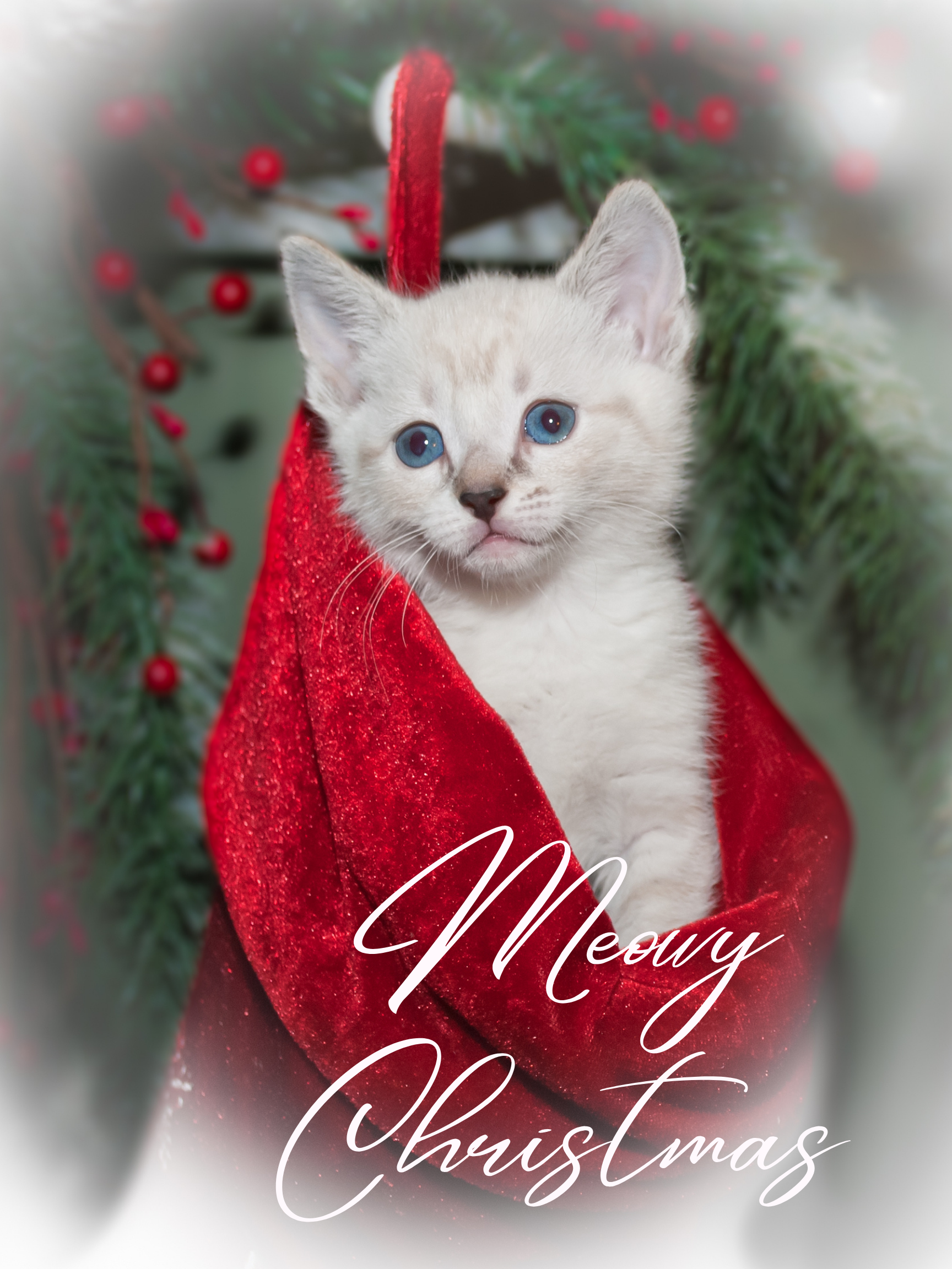 Kitten in Stocking Merry Christmas